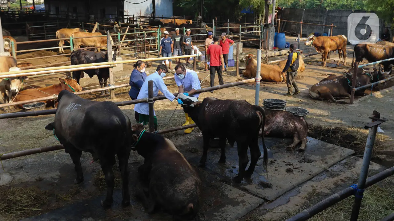 Persiapan Rumah Pemotongan Hewan