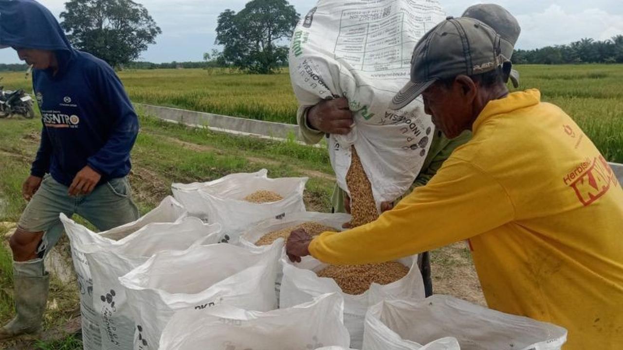 Ketahanan Pangan Penajam Paser Utara Optimistis Terjaga Berkat Panen Padi Perdana 2026
