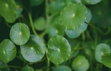 Kandungan Nutrisi Daun Pegagan, Rahasia Herbal untuk Meningkatkan Fungsi Otak Secara Optimal!