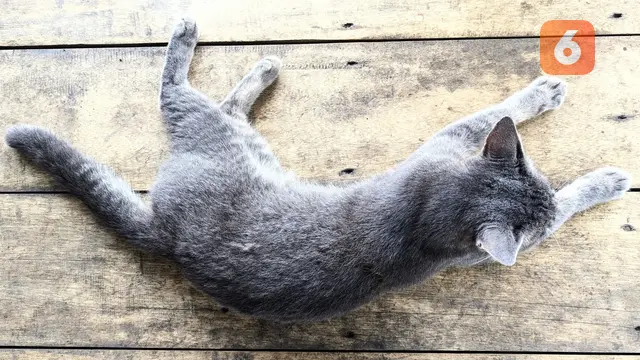 Pelihara Kucing Bisa Redam Rasa Sepi