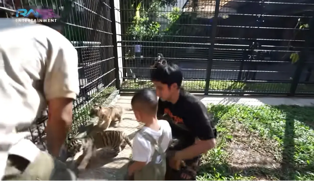 Tidak hanya sekedar melihat, Cipung juga langsung ingin memegang anak harimau tersebut. Momen ini juga diawasi oleh si pemilik dan juga orang profesional. [Youtube/Rans Entertainment]