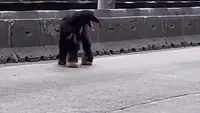 Viral Anjing Afghan Hound Bikin heboh di Jalan Daan Mogot Jakbar, Sempat Dikira Kambing