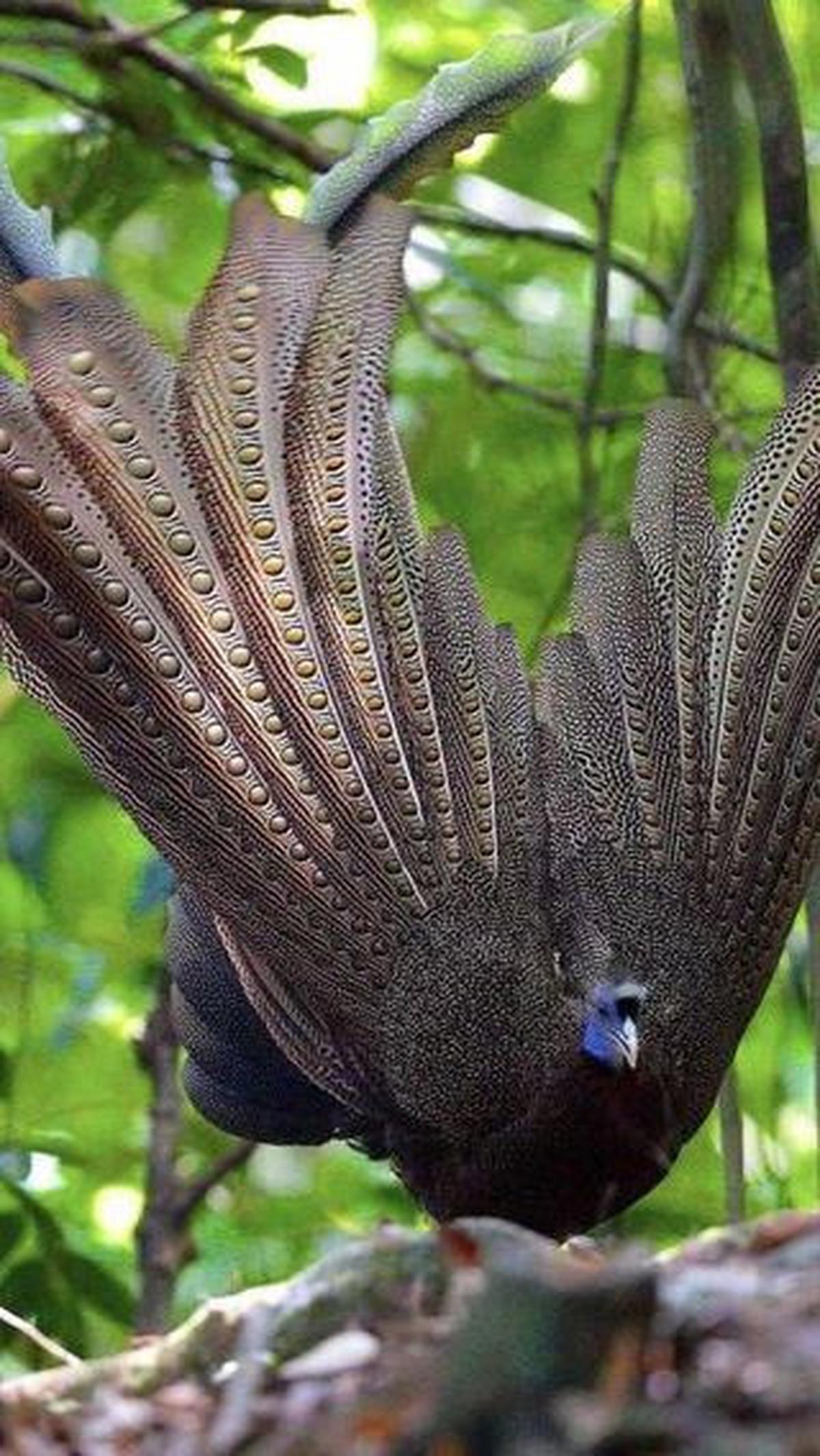 Berikut beberapa fakta dari Burung Kuau Raja:<br>