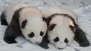 Dua anak panda "Meng Yuan" (kiri) dan "Meng Xiang" diperlihatkan kepada media setelah mereka diberi nama di kebun binatang Zoologischer Garten di Berlin (9/12/2019). Dengan pinjaman dari Tiongkok, Meng Meng dan Panda jantan Jiao Qing tiba di Berlin pada Juni 2017. (AFP/Odd Andersen)