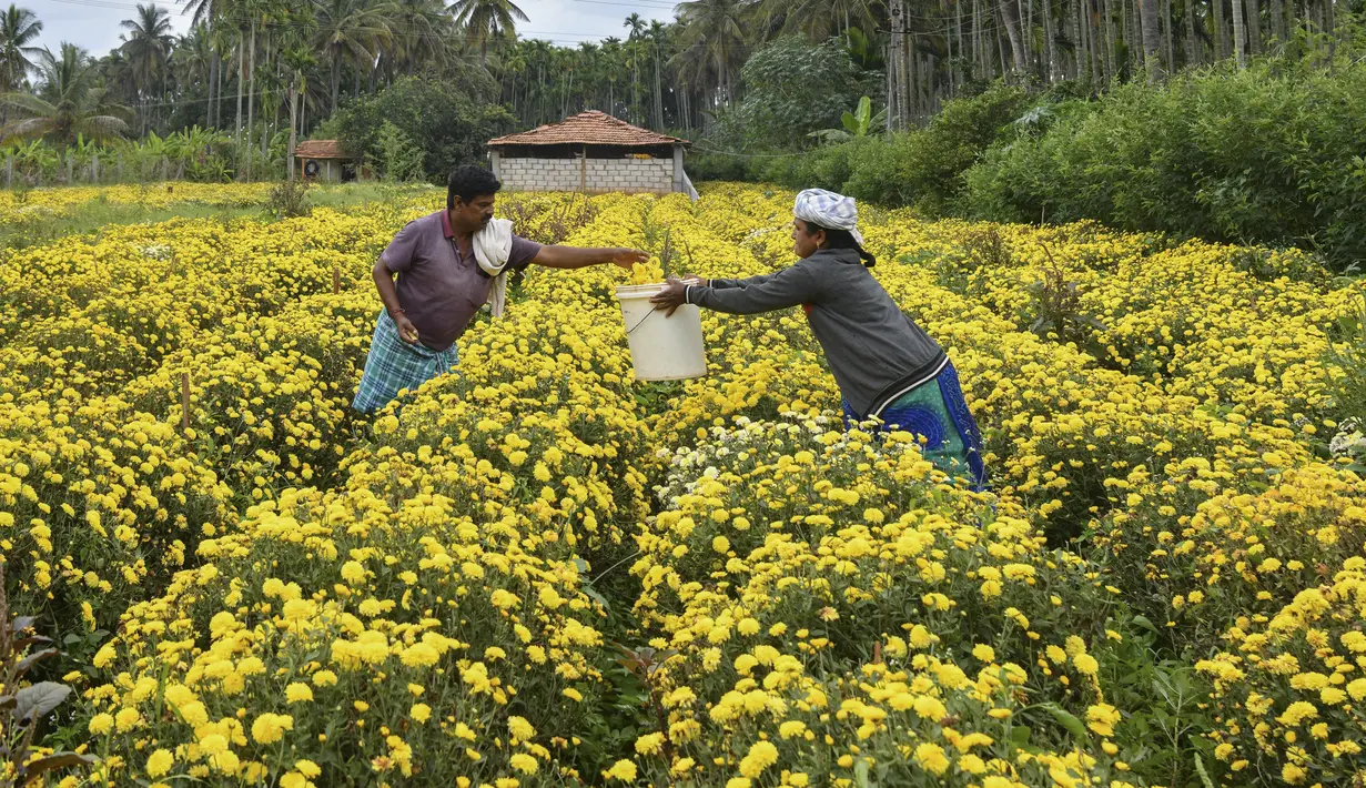 Petani memanen bunga krisan dari sebuah ladang di pinggiran Bangalore (5/10/2021). Kota Bangalore ini disebut "Kota Taman" karena taman-taman, bunga, dan pepohonannya yang indah. (AFP/Manjunathm Kiran)