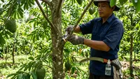 Cara Memangkas Pohon Buah Sirsak agar Cepat Berbuah