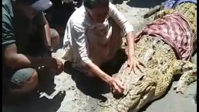 Buaya yang muncul dan menerkam salah seorang warga di Kolaka.(Liputan6.com/Ahmad Akbar Fua)
