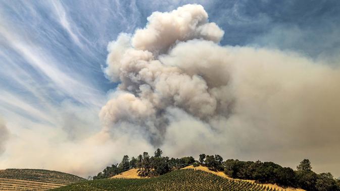 Gumpalan asap membubung di atas kebun anggur di Napa County saat Api Hennessey menyala pada 18 Agustus 2020. Petugas pemadam kebakaran di seluruh wilayah bergegas untuk menahan lusinan api yang dipicu sambaran petir saat gelombang panas di seluruh negara bagian terus berlanjut (AP Photo/Noah Berger)
