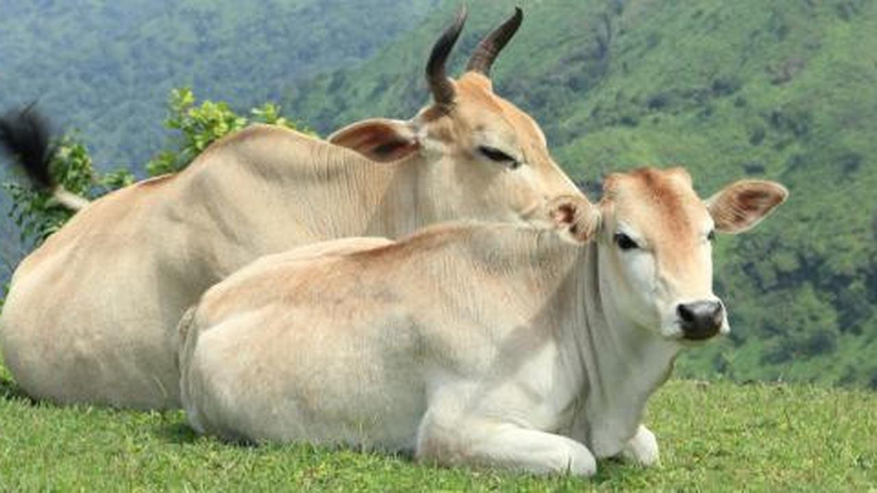 Trites, makanan dari isi lambung sapi