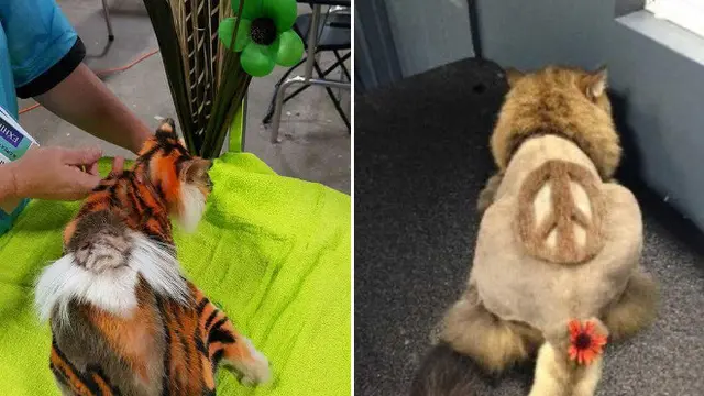 6 Potret Kucing Usai Cukur Bulu Ini Penampilannya Jadi Kocak