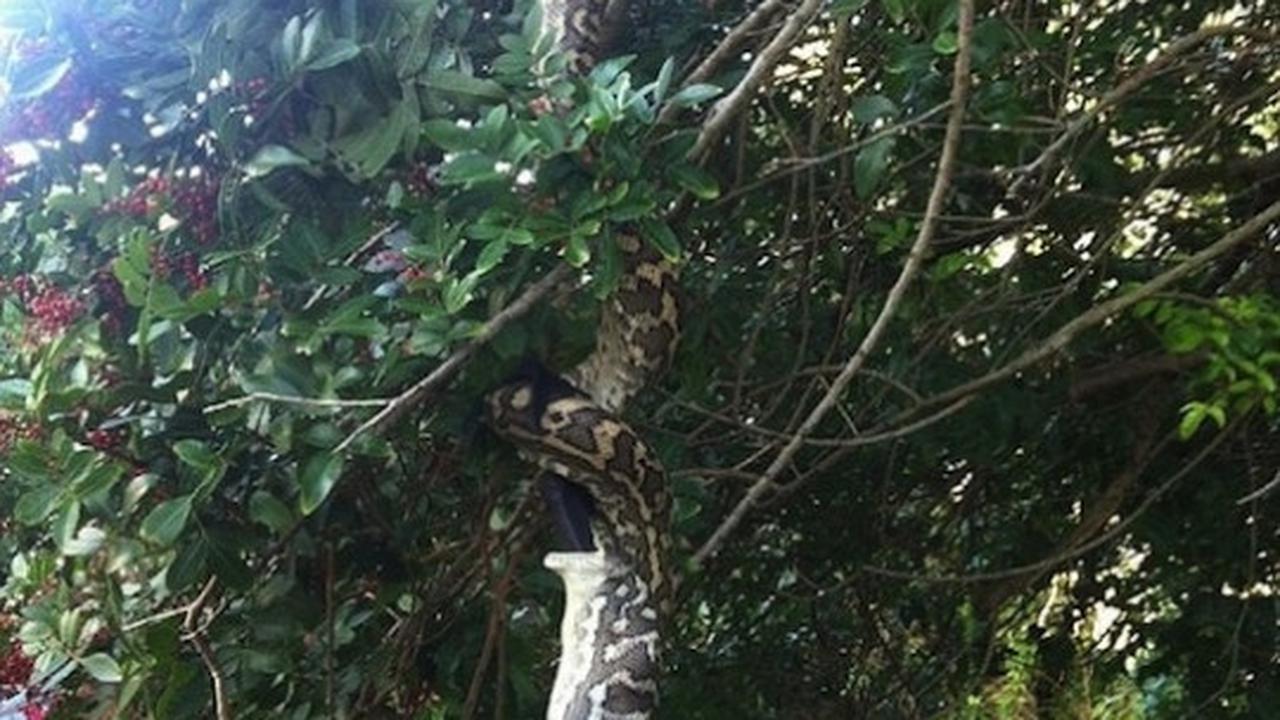 Bergelantungan, piton raksasa ini telan "Batman" 30 menit