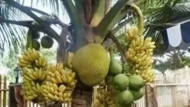 6 Potret Buah Tumbuh di Pohon yang Tak Sesuai Ini Bikin Bingung, Absurd