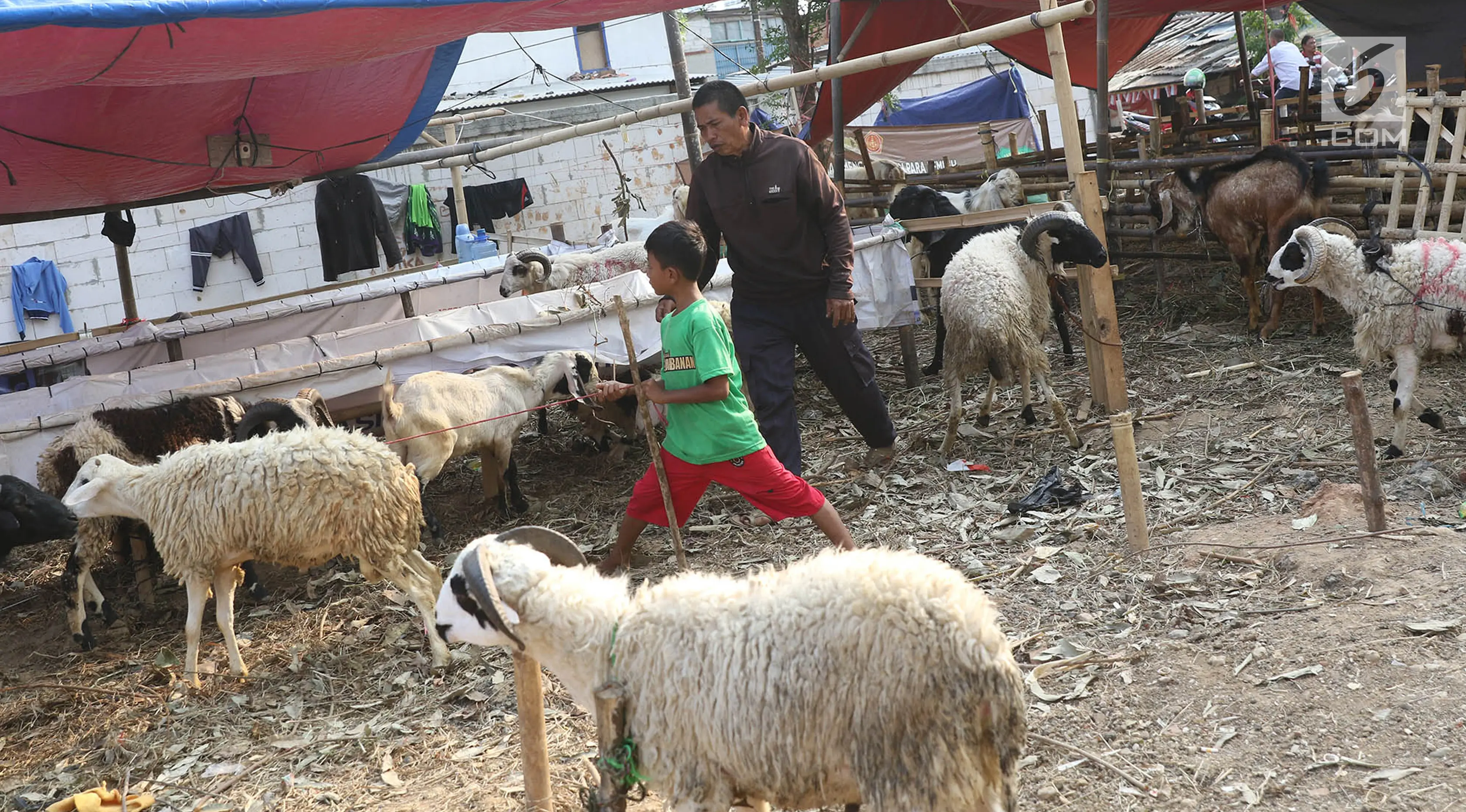 Sejumlah kambing yang dijual di kawasan Kemayoran, Jakarta, Kamis (31/8). H-1 jelang Idul Adha, hewan kurban mulai didistribusikan para pedagang kepada sejumlah pembeli di Ibukota. (Liputan6.com/Immanuel Antonius)