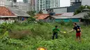 Warga membeli langsung di kebun Timun Suri di Jakarta, Selasa (30/5). Petani memanfaatkan lahan kosong di belakang pusat perbelanjaan untuk menanam timun suri tersebut.  (Liputan6.com/Gempur M Surya)