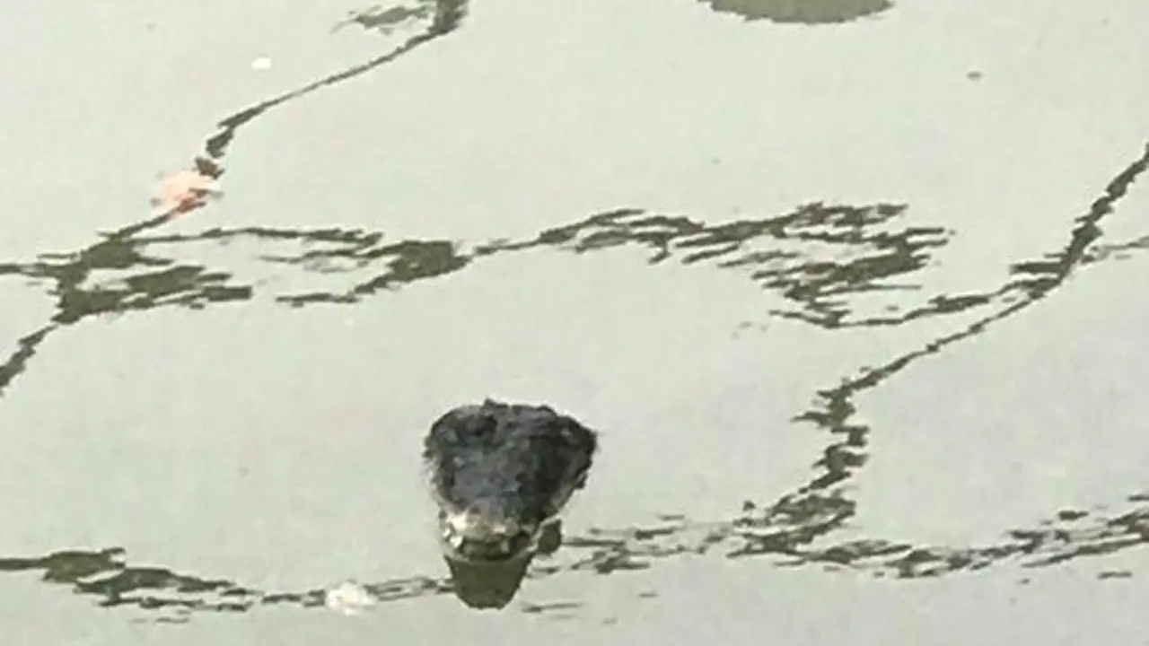Penampakan buaya yang bikin heboh di Sungai Thames, London, Inggris. (Twitter @drschrisdavies)
