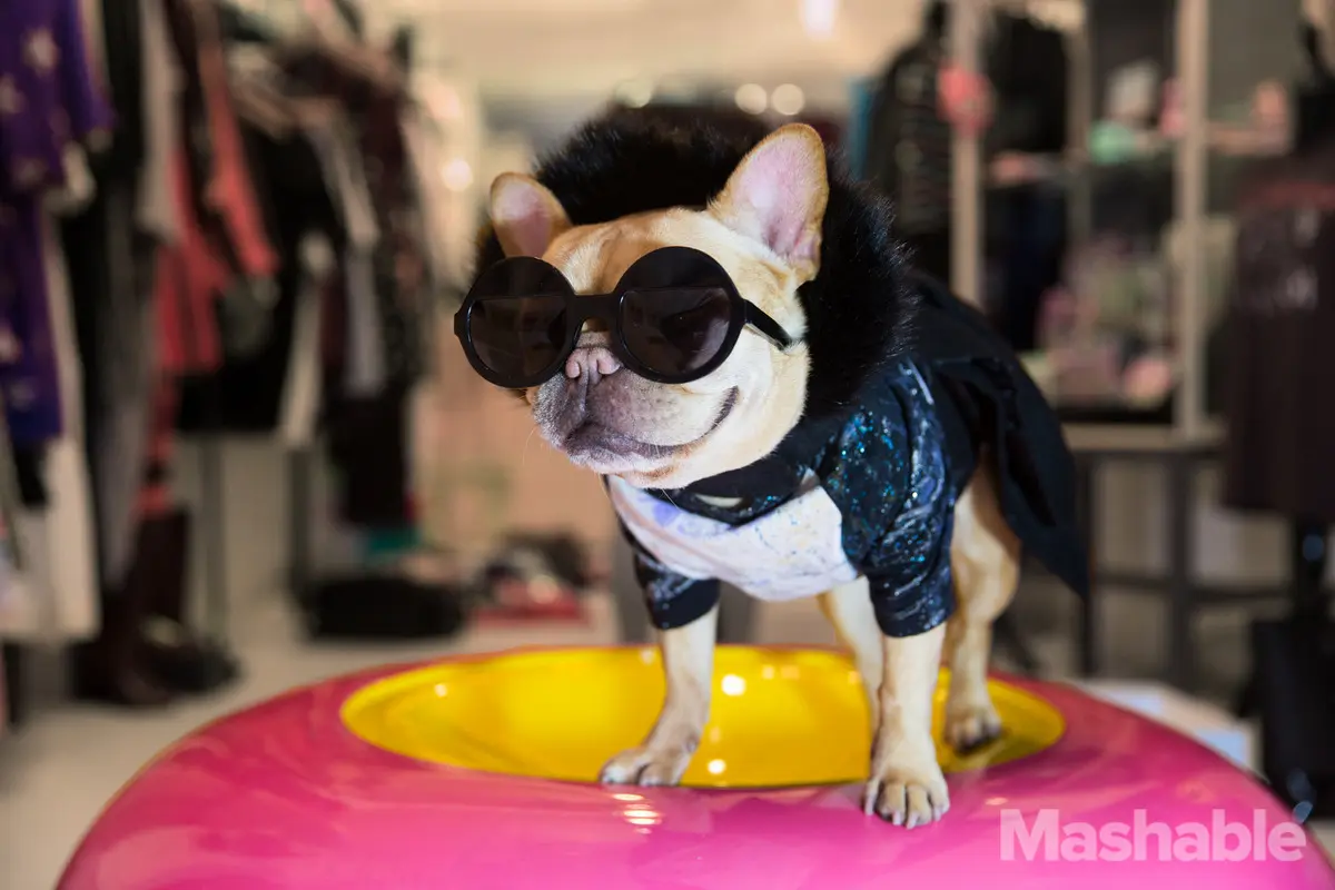  Luella, Anjing Fashionable di New York Fashion Week 2016