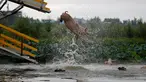 Seekor babi melompat ke kolam di Shenyang di provinsi Liaoning, China, (17/8). Untuk mendapatkan daging berkualitas, peternak babi di China melatih babi-babinya untuk menyelam dari balkon dengan ketinggian tiga meter. (AFP Photo/Str/China Out)