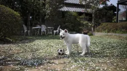 Seekor anjing Akita bermain bola di pusat penampungan di Takasaki, Prefektur Gunma, Jepang (3/4). Anjing lucu ini sempat terkenal melalui film Hachiko, selain itu anjing Akita juga terkenal sangat setia. (AFP/Behrouz Mehri)