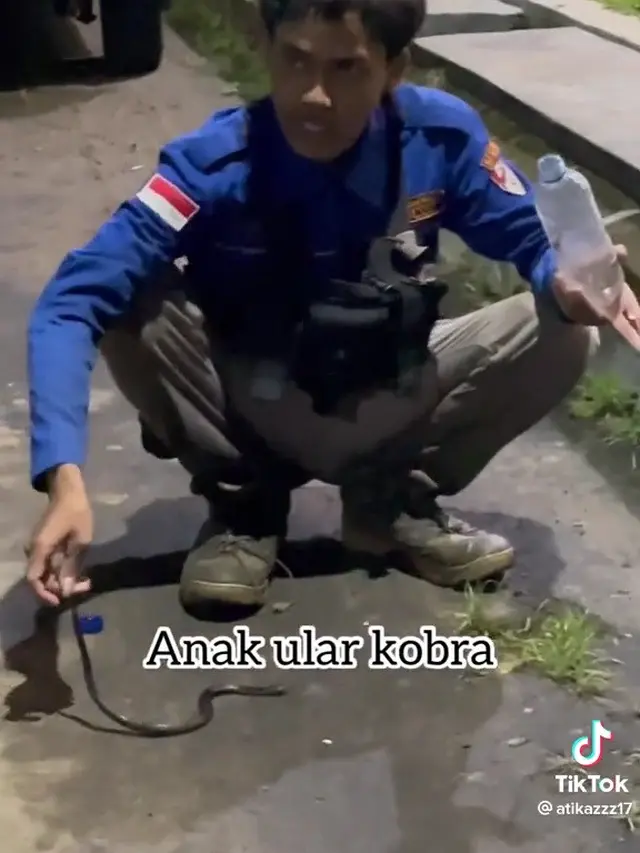 Temuan anakan ular