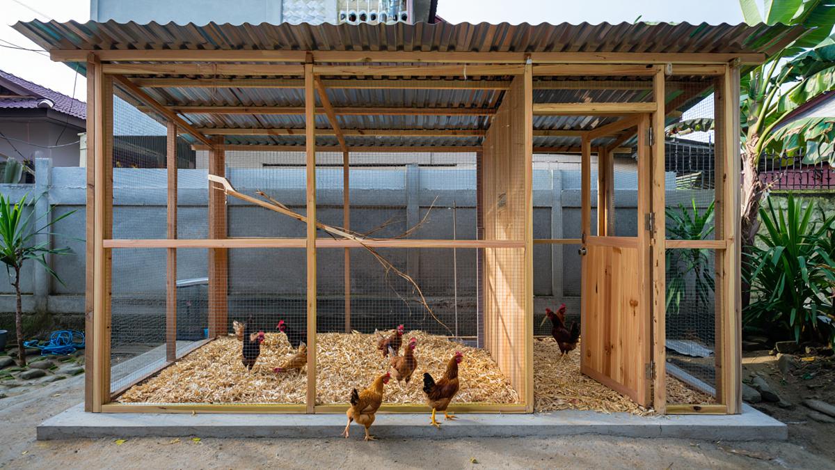 7 Ide Kandang Ternak Ayam 2x2 di Halaman Belakang untuk Ketahanan Pangan Keluarga