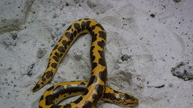 Ular Eryx colubrinus (Wikimedia Commons)
