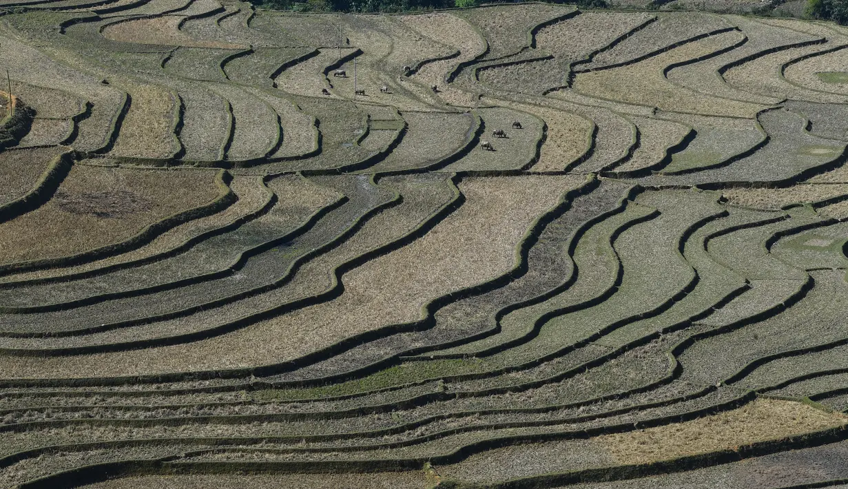 Sawah bertingkat terlihat di provinsi Yen Bai, Vietnam pada 29 November 2021. Terletak 300 km barat laut Hanoi, distrik Mu Cang Chai di Provinsi Yen Bai utara, sawah terasering telah menjadi destinasi wisata populer dengan turis asing dan lokal sebelum pandemi. (Nhac NGUYEN / AFP)