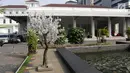 Penampakan pohon imitasi berwarna putih yang terpasang di halaman Balai Kota DKI Jakarta, Senin (4/6). (Liputan6.com/Arya Manggala)