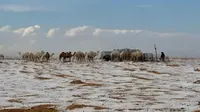 Fenomena Langka Hujan Salju di Arab Saudi, Ketika Gurun Pasir Berselimut Putih