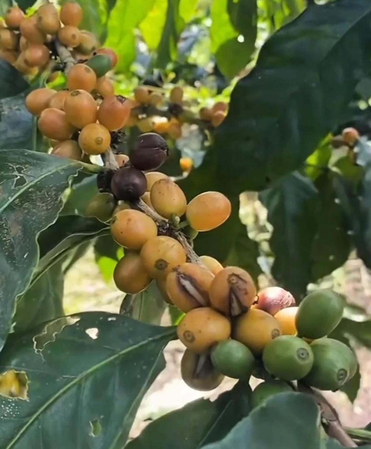 Kopi Langka Jenis Yellow Caturra dan Yellow Bourbon yang Tumbuh Subur di Lereng Gunung Raung Banyuwangi