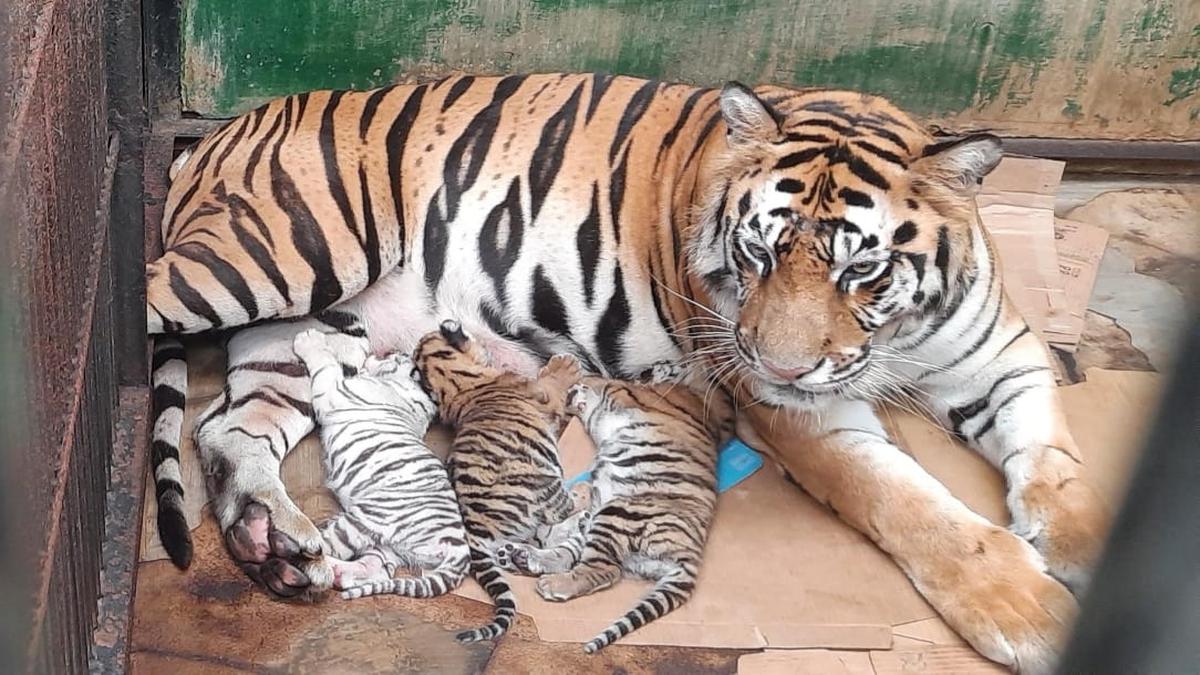 Selamat, 3 Bayi Harimau Benggala Lahir di Taman Safari Prigen