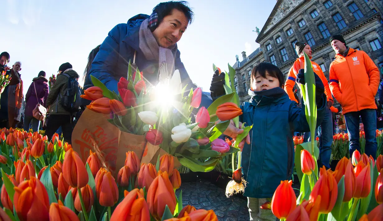 Seorang pria dan putranya memetik tulip pada Hari Bunga Tulip Nasional di Dam Square, Amsterdam pada 19 Januari 2019. Pengunjung bisa memetik bunga tulip yang terhampar seluas 2.500 meter persegi secara cuma-cuma. (AP/Peter Dejong)