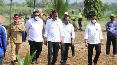 Presiden Jokowi Canangkan Penanaman Satu Juta Batang Kelapa Genjah Se-Indonesia