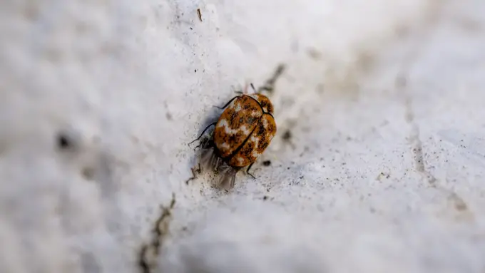 Kutu Kasur Mengganggu? Ini Cara Ampuh Membersihkan Spring Bed dari Kutu Kasur! (Foto: Freepik/wirestock)