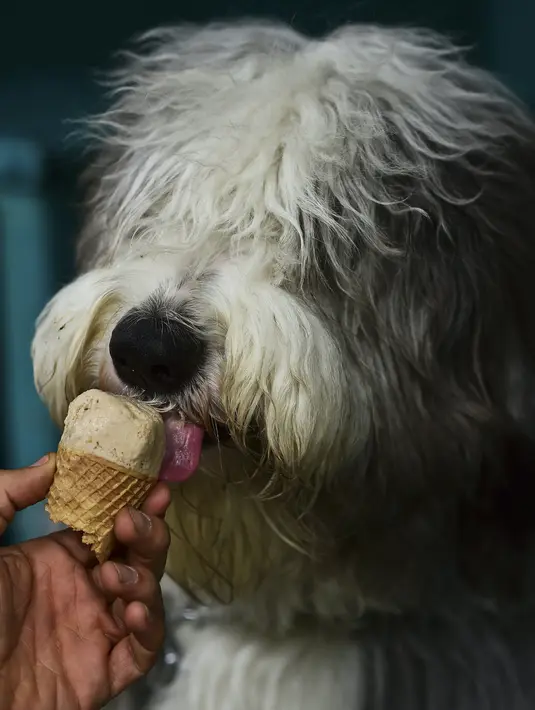 Anjing Old English Sheep bernama Super menikmati es krim yang diberikan oleh pemiliknya di kedai es krim khusus anjing di Mexico City, ibu kota Meksiko, Minggu (9/4). Es krim di toko ini telah didesain khusus menjadi makanan anjing. (RONALDO SCHEMIDT/AFP)