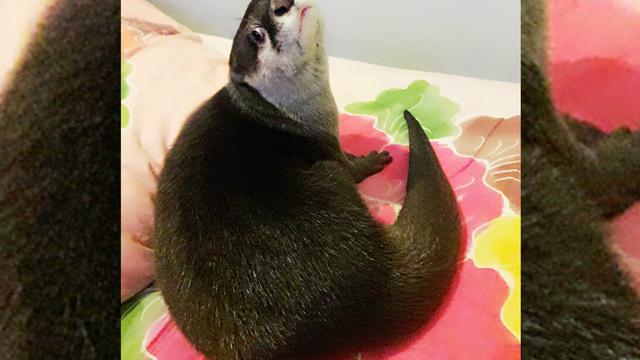 Berang-Berang, Musuh Peternak Ikan yang Hampir Punah ...