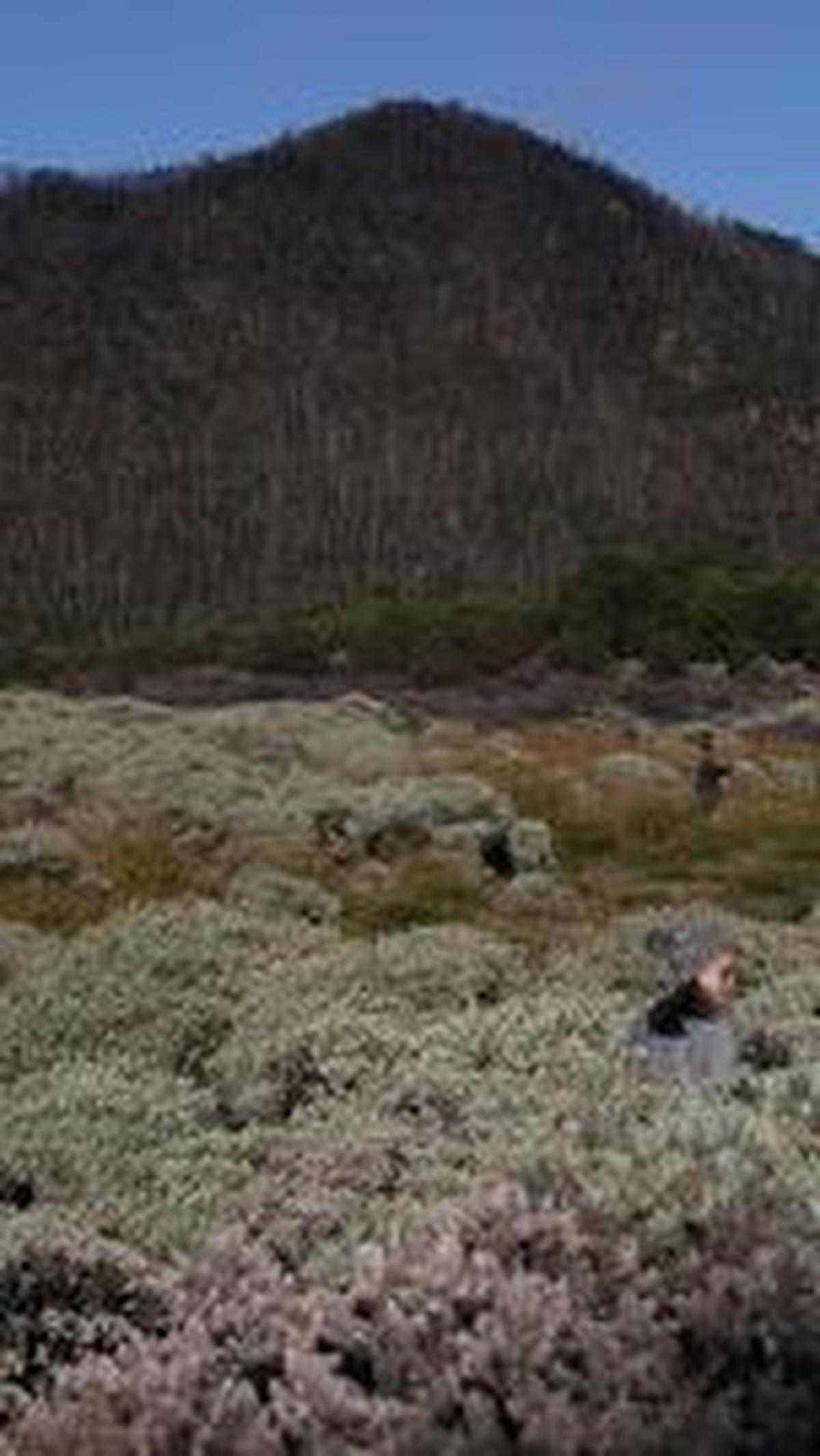 Gunung Papandayan juga termasuk gunung yang ramah bagi para pemula. Banyak pemandangan yang membuat takjub seperti banyaknya uap yang keluar dari kawah, sehingga membuat pemandangan menjadi semakin menakjubkan. Selain itu di Gunung Papandayan juga terdapa