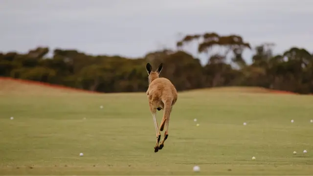 Australia Barat, Destinasi Golf dengan Panorama Samudra dan Alam Liar yang Memikat
