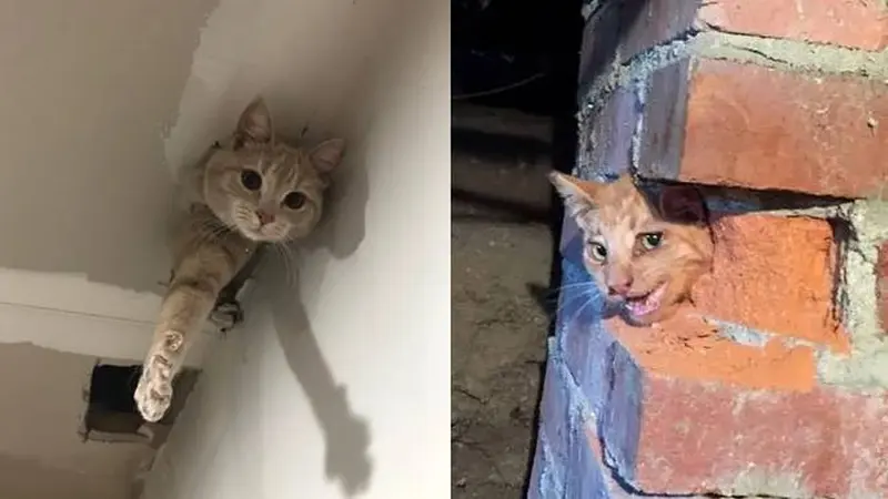 10 Potret Lucu Kucing Muncul dari Lubang Tampil Menggemaskan