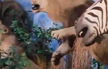 Jalan-jalan ke Rahmat International Wildlife Museum & Gallery di Kota Medan, Punya Koleksi Ribuan Hewan Liar yang Diawetkan