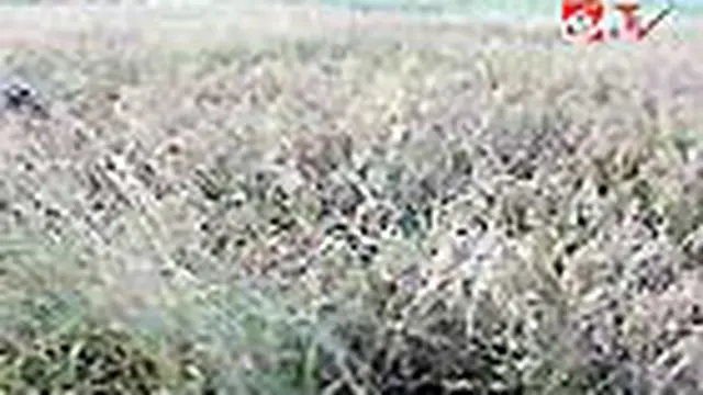 Petani Kupang Gagal Panen akibat Lumpur