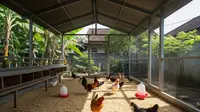 7 Model Kandang Ayam Kampung Umbaran, Solusi Efektif untuk Ternak Sehat dan Produktif