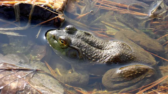 Bullfrog, Makanan Mematikan