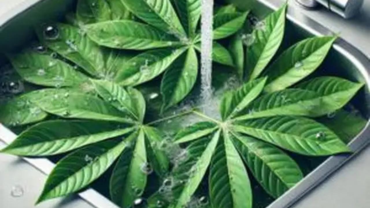 Trik Rahasia Daun Singkong Ala Restoran Padang Tetap Hijau dan Empuk