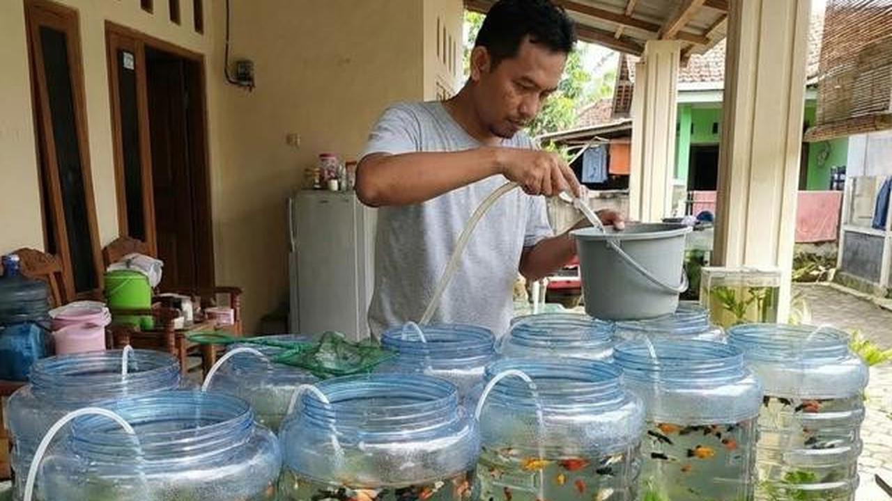 5 Keuntungan Ternak Ikan Hias di Galon dan Terpal, Lebih Hemat dari Kolam Semen