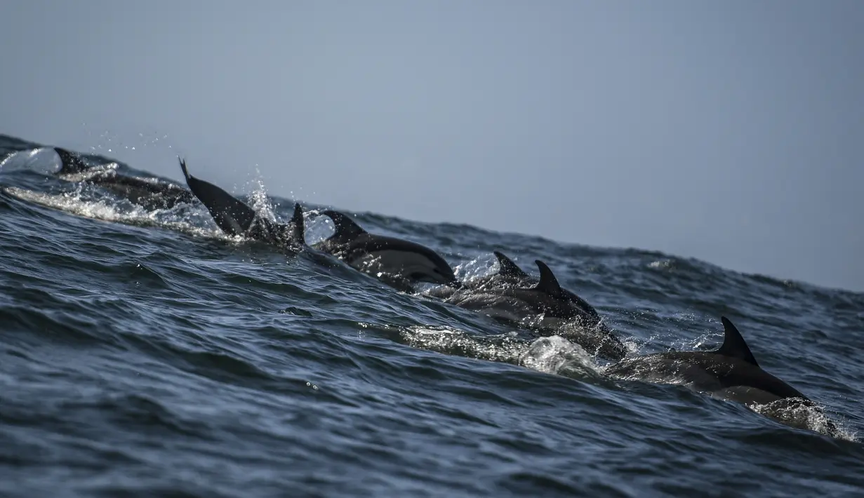 Lumba-lumba berenang di Tagus melewati perahu pengamat spesies laut di lepas pantai Lisbon, Portugal pada 7 Agustus 2021. Sejak adanya pembatasan aktivitas warga akibat pandemi covid-19 (lockdown), lumba-lumba telah kembali ke muara Tagus. (PATRICIA DE MELO MOREIRA / AFP)