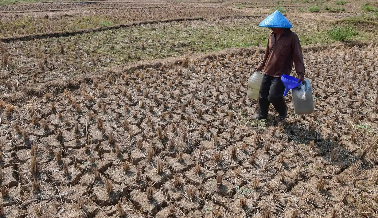 Warga berjalan mengambil air untuk kebutuhan sehari-hari pada kubangan bekas sawah di  kawasan Weninggalih, Jonggol, Jawa Barat, Selasa, 25 Agustus 2026. (KLY/ Arie Basuki)