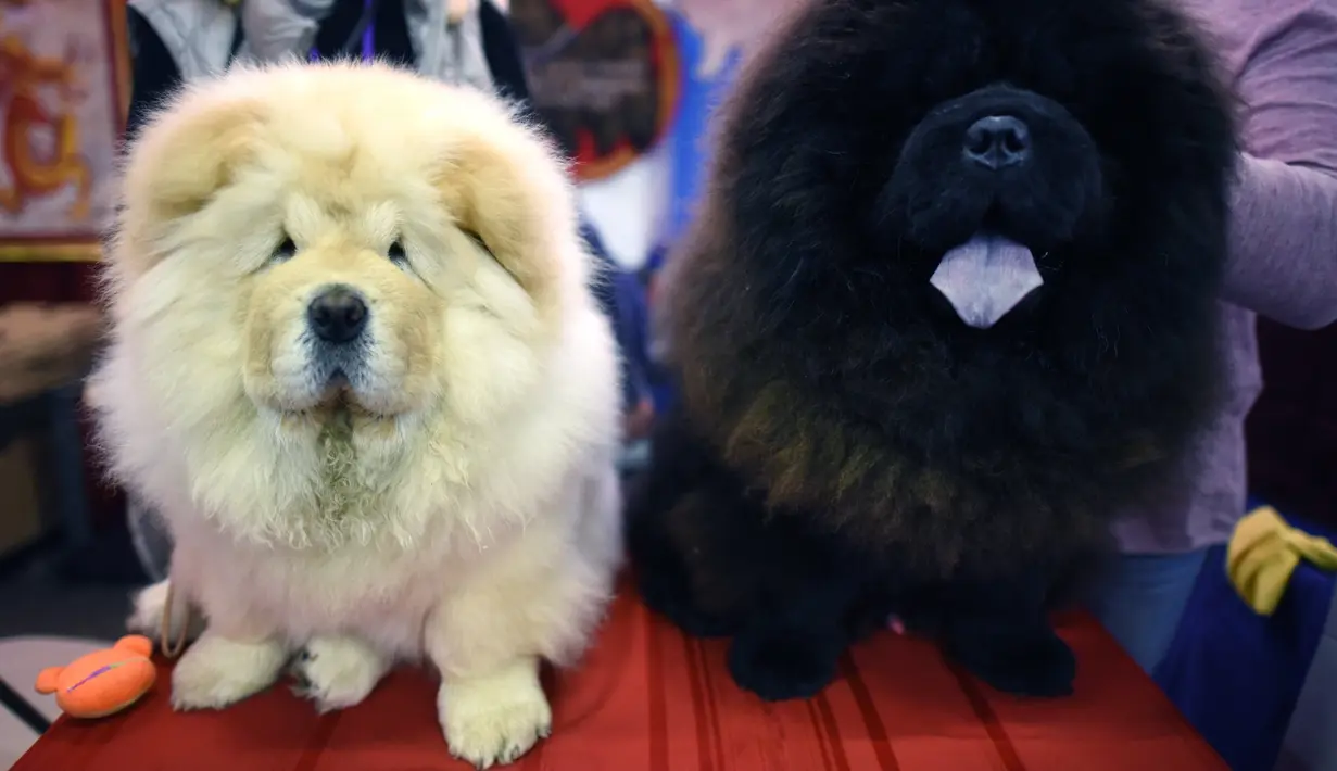 Dua anjing Chow Chow bertemu dalam kompetisi Westminster Kennel Club 142nd Annual Dog Show di New York, Amerika Serikat, Senin (12/2). (AFP PHOTO/TIMOTHY A. CLARY)