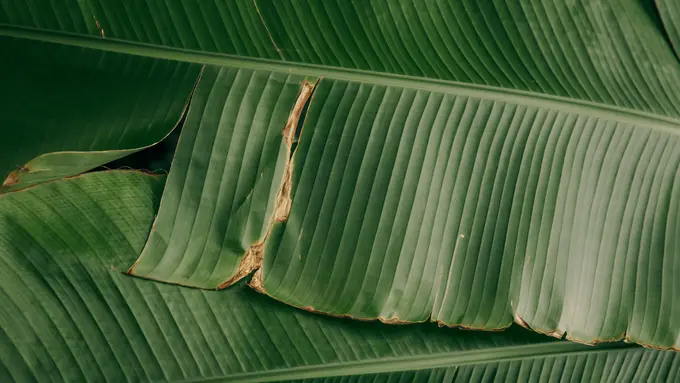 Rahasia Simpan Daun Pisang agar Tetap Segar, Dijamin Awet Sampai Sebulan