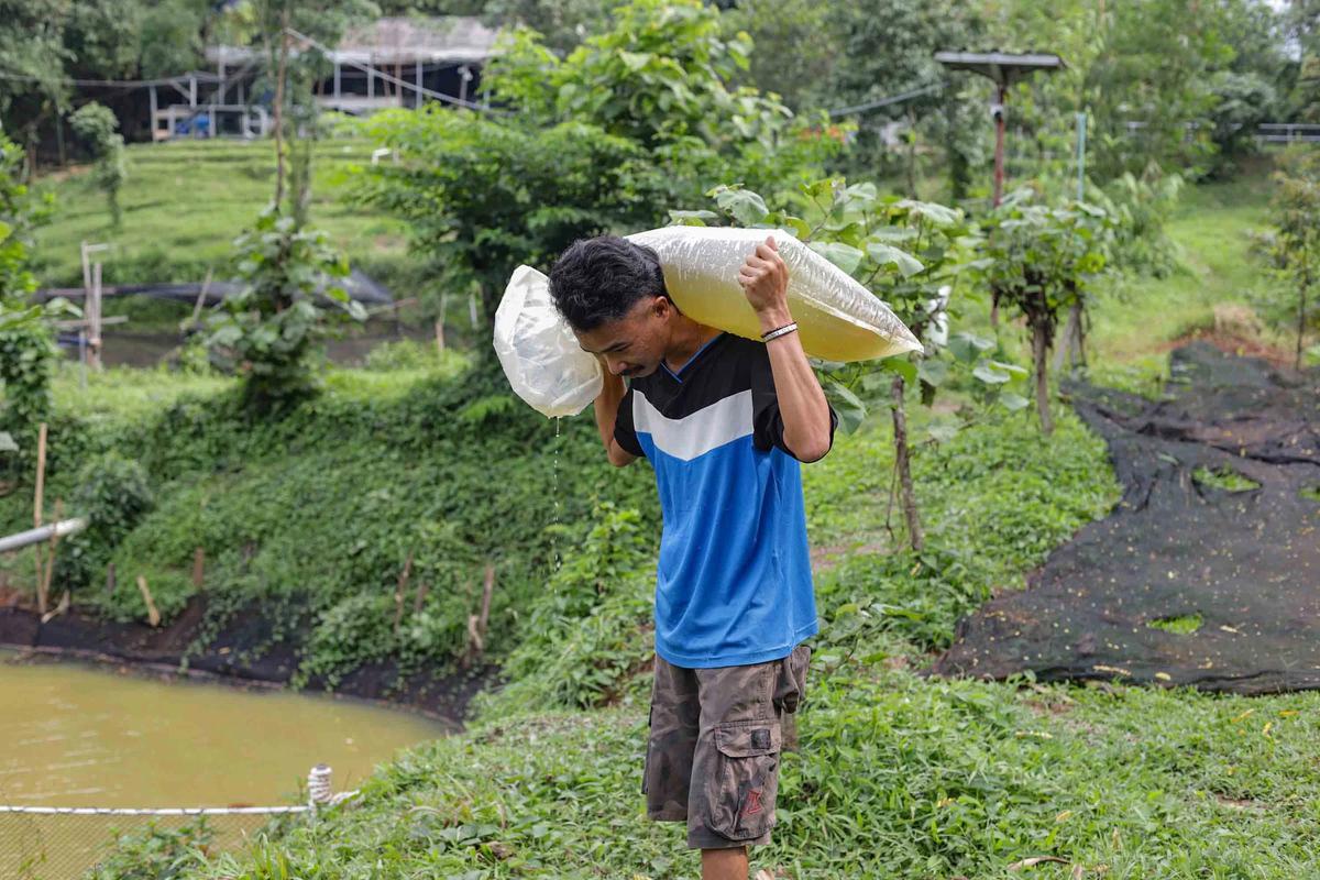 FOTO: Mengintip Proses Budidaya Arwana, Si Ikan Hias Berharga Fantastis