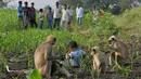 Dalam foto pada 8 Desember 2017, warga mengamati Samarth Bangari (2) bermain dengan kumpulan monyet di ladang dekat rumahnya di Allapur, India. Bangari sekarang telah menjadi legenda lokal karena hubungan khususnya dengan para kera. (Manjunath KIRAN/AFP)